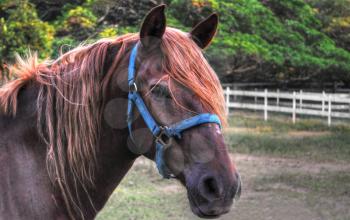 Profile shot of a beautiful peruvian paso stallion