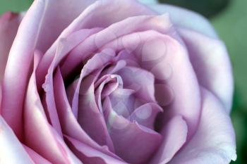 Beautiful purple rose close up