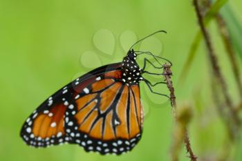 Macro shot of a beautiful Queen butterfly( Danaus gilippus thersippus)  perched on a grass stem