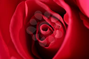 Extreme macro of a very beautifull red rose 