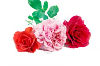 A pink and red roses isolated on a white background