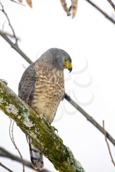 Roadside Hawk (Buteo magnirostris) perched on a tree branch looking down