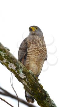 Roadside Hawk (Buteo magnirostris) perched on a tree branch