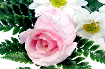 pink rose and small white flowers on a white background