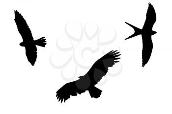 Raptors silhouettes isolated on a white background

