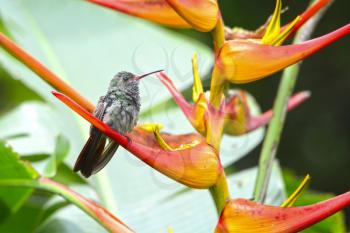 Young Rufous-tailed Hummingbird (Amazilia tzacatl) perched on a beautiful Heliconia flower blossom  