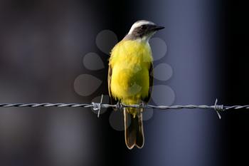 A Rusty-margined Flycatcher perched on a barbwire fence