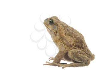 Toad isolated on a white background