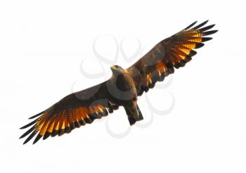 Beautiful Savanna Hawk (Leucopternis princeps)  doing an exploration flight to scan for prey
