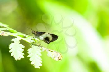 Small skipper butterfly posed on a fern leaf