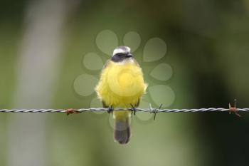 Social Flycatcher bird perched on a barb wire line