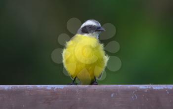 Social Flycatcher perched on a metal fence