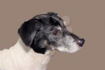 An old dog isolated profile shot