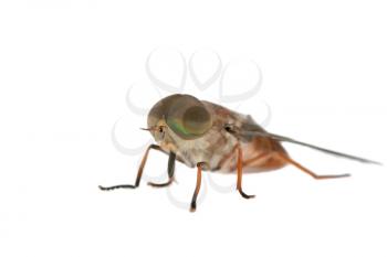 A house fly isolated on white with focus on the eyes