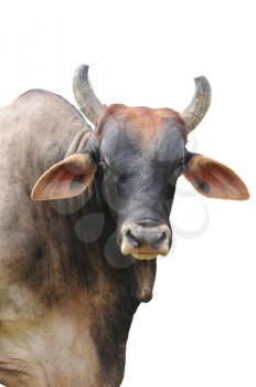 Big brahman bull isolated on a white background