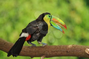 Beautiful Keel-billed Toucan ( Ramphastos sulfuratus) perched on a branch in the rain forest of Panama