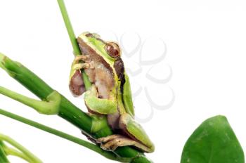 Tree frog on a branch isolated on a white background