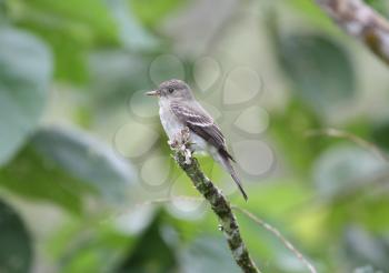 Tropical Pewee (Contopus cinereus) perched on a tree branch