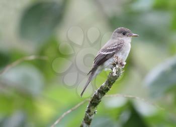 Tropical Pewee (Contopus cinereus) perched on a tree branch