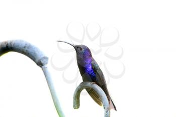 Beautiful  Violet Sabrewing (Campylopterus hemileucurus) hummingbird one of the largest hummingbirds in Central and South America