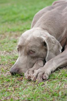 Weimaraner dog resting on the grass