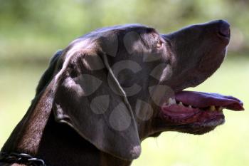Profile shot of a weimaraner dog's head