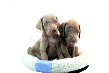 Two beautiful weimaraner puppies isolated on white