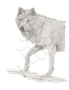 Pencil drawing of a white wolf 