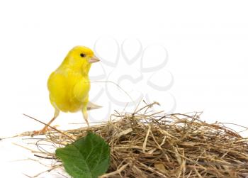 A yellow canary and nest material isolated on a white background