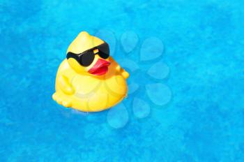 Rubber yellow duck floating inside a swimming pool