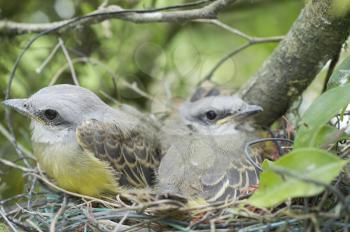 Two young Tropical Kingbird babies on their nest