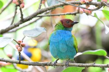 Bay-headed Tanager (Tangara gyrola) male perched on a fruit tree
