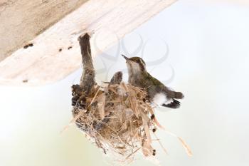 Young Garden Emerald (Chlorostilbon assimilis) hummingbird chick getting ready to leave the nest