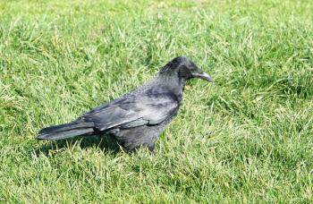  Carrion Crow (Corvus corone) on a deep green grass looking for food                              