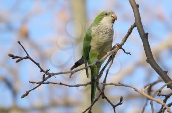 Beautiful Monk Parakeet  perched on a tree trunk in Barcelona, Spain.