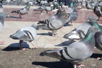 Many street pigeons at Plaza de Cataluna in Barcelona, Spain                             