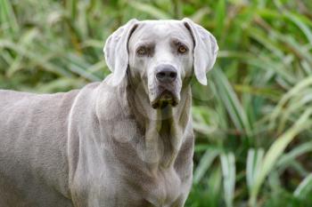 Close up shot of a beautiful Weimaraner female looking at the camera