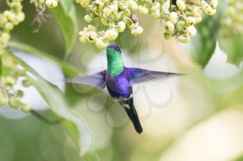 Beautiful Violet-crowned Woodnymph (Thalurania colombica colombica) male hummingbird feeding on some wild flowers