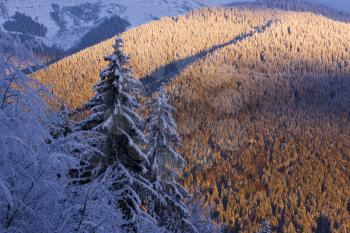 The trees covered by snow in the mountains. The sun is coming down. Carpathian mountains, Ukraine.
