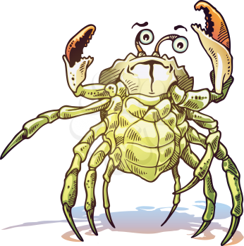 The illustration of the sea crab. He looks at camera and gets up his claws and he looks dangerous.
