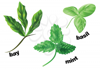 herbs mint, basil and bay isolated on a white