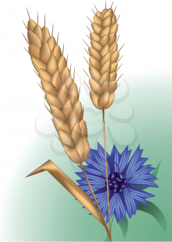 spikelets and cornflower. using mesh and gradient