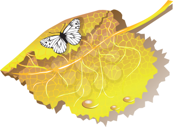 Autumn leaves and butterfly isolated on white