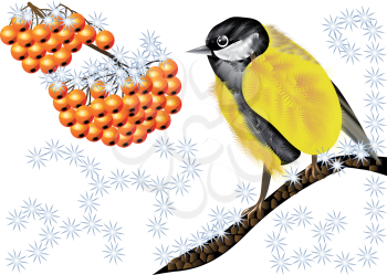 Bird and Winter Berries. Tomtit and rowan