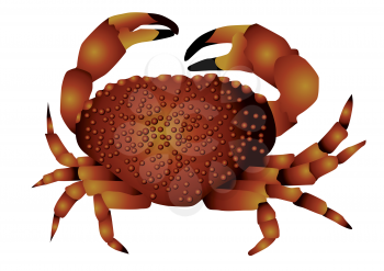 sea ??crab isolated on the white background