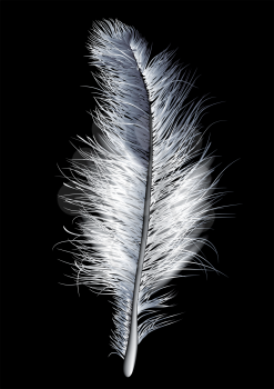 feather white, not pen, isolated on black background