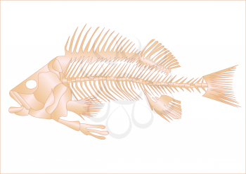 fish skeleton isolated on the white background