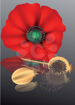 poppy seeds with poppy flower on a dark background