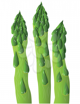 green asparagus isolated on a white background