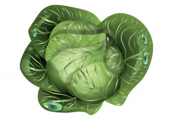 Royalty Free Clipart Image of Cabbage With Water Drops